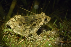 Fejervarya cancrivora