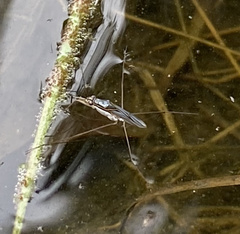 Limnogonus