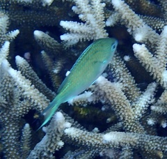 Chromis atripectoralis