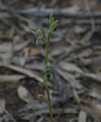 Pterostylis elegantissima