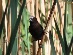 Amblyospiza albifrons