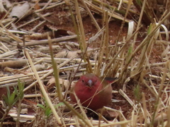 Lagonosticta senegala