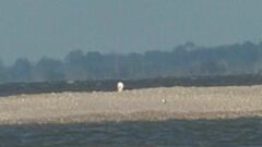 Pelecanus erythrorhynchos