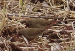 Lagonosticta senegala