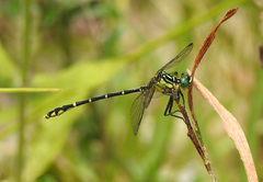 Austrogomphus ochraceus