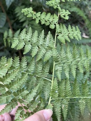 Microlepia nepalensis