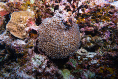 Physogyra lichtensteini