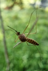Culex quinquefasciatus