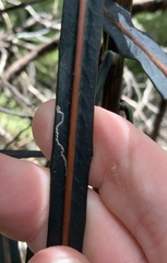 Eumetriochroa panacivagans