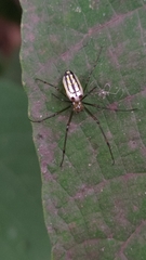 Leucauge blanda