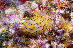 Halgerda willeyi