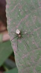 Leucauge blanda