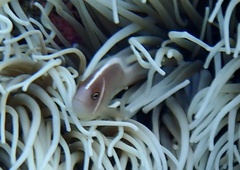 Amphiprion perideraion
