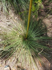 Xanthorrhoea johnsonii