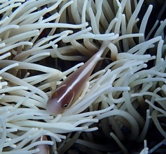 Amphiprion perideraion