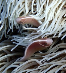 Amphiprion perideraion