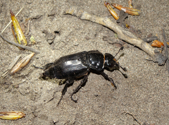 Nicrophorus morio