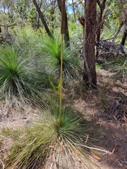 Xanthorrhoea johnsonii
