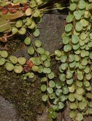 Lysimachia tenella