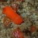 Rostanga arbutus - Photo (c) meet_me_underwater, μερικά δικαιώματα διατηρούνται (CC BY-NC)