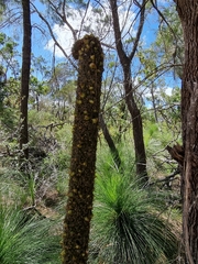 Xanthorrhoea johnsonii