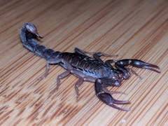 Vaejovis carolinianus