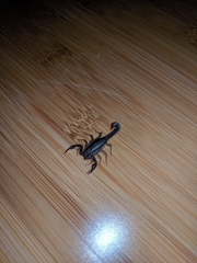 Vaejovis carolinianus