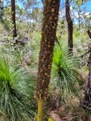 Xanthorrhoea johnsonii