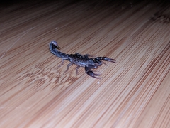 Vaejovis carolinianus