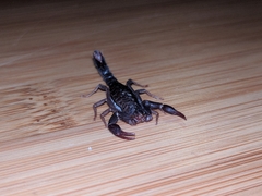 Vaejovis carolinianus