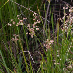 Juncus lomatophyllus