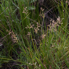 Juncus lomatophyllus