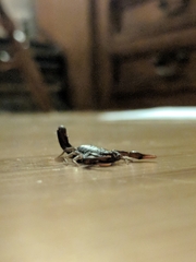 Vaejovis carolinianus