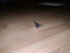 Vaejovis carolinianus