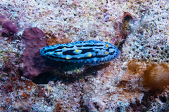 Phyllidia coelestis