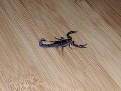 Vaejovis carolinianus