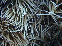 Heteractis crispa