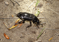 Nicrophorus morio