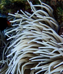 Heteractis crispa