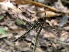 Cratilla lineata