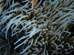 Heteractis crispa
