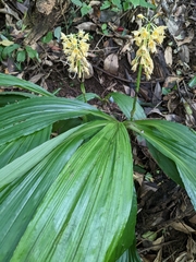 Calanthe formosana