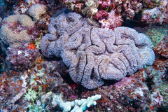 Lobophyllia