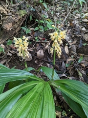 Calanthe formosana