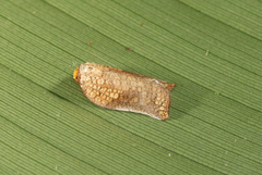 Tinacrucis patulana