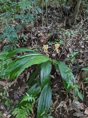 Calanthe formosana