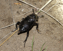 Nicrophorus morio