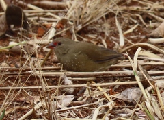 Lagonosticta senegala