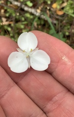 Libertia