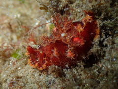 Plocamopherus imperialis
